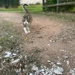 Au Repos Du Lezard *