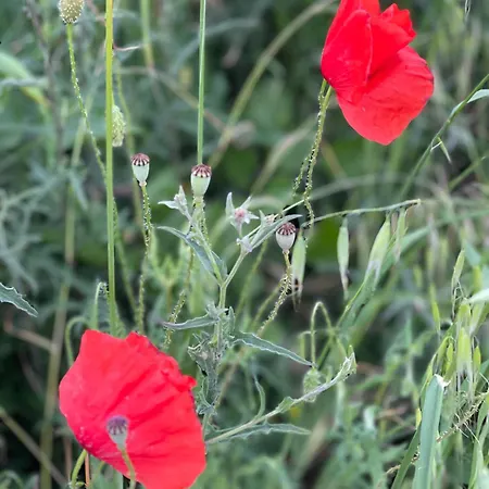 Au Repos Du Lezard 民宿