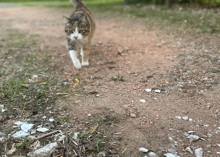 Au Repos Du Lezard, Tresors D Antan *